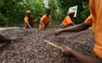 Cacao : La Côte D’Ivoire  et le Ghana adoptent un  prix plancher proposé de 2 600 USD la tonne
