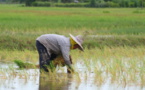 Riz : Recul de la production de 0,1% pour la campagne 2019-2020