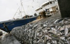 ACCORD DE PECHE AVEC L’UNION EUROPENNE: 8.800 tonnes de thons capturées par an dans les eaux sénégalaises