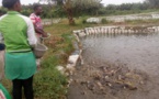 Nigeria : La production d’aliments pour poisson stimulée par les investissements privés