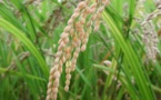Riz: La production mondiale estimée à 668,7Mt