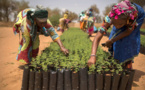 Afrique : face au changement climatique, il faut renforcer la résilience pour améliorer la sécurité alimentaire (FAO)