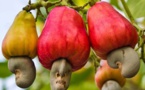 La Côte d’Ivoire vise un taux de transformation de la production nationale de noix brute de cajou d’au moins 52% d’ici 2022