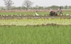 Mise en œuvre des Odd : Dakar abrite du 12 au 14 novembre, un atelier régional sur l’alimentation et l’agriculture