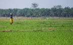 Avec une meilleure gouvernance foncière, l’Afrique peut cesser de dépenser 35 milliards de dollars par an en importations de produits alimentaires