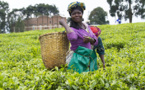 Promotion de l’agriculture écologique en Afrique : L’Allemagne met plus de 10 milliards sur la table