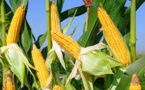 Maïs :  Le prix du kilogramme a augmenté de 1,1% en novembre 2019