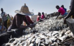 Sénégal : Baisse des débarquements de pêche au 4eme trimestre 2019