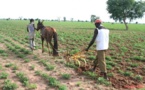 Agriculture vivrière : Le Sénégal enregistre une baisse des productions céréalières en 2019/2020
