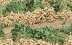 Sénégal : Les productions d’arachide et de manioc en baisse lors de la campagne 2019/2020