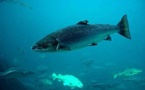 PECHE : Lutte contre l’utilisation de poissons sauvages dans les chaines d’approvisionnement de l’aquaculture