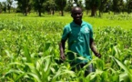 Programme agricole 2020-2021 : Les cultures vivrières, une priorité selon le ministre Moussa Baldé