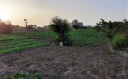 La pandémie du COVID-19 : une légitimation de la promotion de l’agriculture urbaine