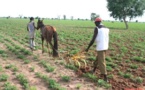 Programme agricole 2020-2021 : L’Etat met 60 milliards dans le secteur