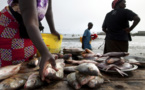 Sénégal : Contreperformance du sous-secteur de la pêche au mois de mars