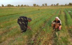 Sénégal : L’Agence française de développement injecte 6,4 millions d’euros dans les secteurs de l’agriculture et de l’eau