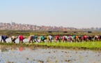 Préserver la sécurité alimentaire en Afrique à l’ère de la COVID-19