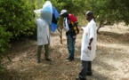 Création de zones exemptes de mouches tsé-tsé au Sénégal : Les Etats unis décaissent 253 millions FCFA