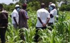 TAMBACOUNDA–Filière céréalière: La Banque agricole injecte 650 millions
