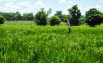 Alimentation et agriculture: reconstruire en mieux