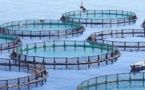 Année internationale de la pêche et de l’aquaculture artisanale en 2022 : Une opportunité de mettre en œuvre les directives internationales pour la pêche artisanale durable, selon le CAOPA