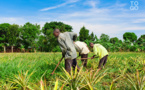 Développement des filières riz et mil et en Côte d’Ivoire et au Sénégal : Ifc et Ocp Africa signent un partenariat