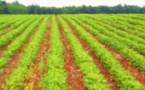 Recherches agricoles : Le CORAF et AKADEMIYA2063 signent un nouvel accord de collaboration