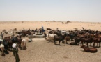 Sahel :  Un demi-million de paysans et d’éleveurs ont été soutenus par l’Alliance Sahel et ses partenaires