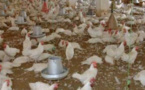 Lutte contre la souche de l’influenza aviaire : La Fao et l’Usaid appuient le Sénégal