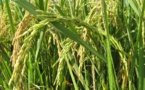 Note de conjoncture économique ANSD : 202,3 milliards de FCFA d’importations en janvier 2013