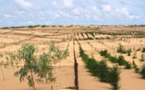 Déploiement des programmes de l’Agence de la reforestation et de la grande muraille verte :  Macky Sall veut du « Fast track »