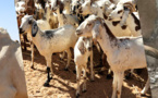 Renforcement de la productivité et de la résilience des systèmes pastoraux au Sahel : La Banque mondiale approuve un nouveau financement de 375 millions de dollars