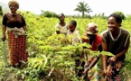 Pour soutenir la production agricole des régions de Louga, Matam et Kaffrine:  La BAD accorde 20 milliards de FCFA au Sénégal
