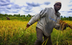 Renforcer la sécurité alimentaire en Afrique (FAO)