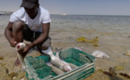 La Mauritanie lance son premier rapport à l'Initiative pour la transparence des pêches (FiTI)