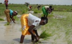 Production de riz dans la vallée :   Les producteurs formés aux techniques de récolte et post-récolte.