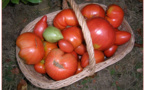 Contreperformance de la filière  tomate : Un déficit de production de 35.000 tonnes dans la vallée.