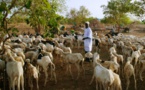 Contribution de l’élevage au Pib du Sénégal : Le secteur pèse « plus de 4% »