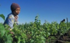 Protocole de Maputo:  Echec d’allouer 10% des budgets nationaux à l’agriculture africaine