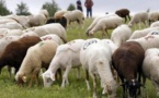 Préparatifs de la Tabaski 2013:  726.000 moutons attendus pour satisfaire la demande