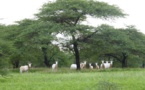 Réserve naturelle communautaire de Koyli-Alpha : La biodiversité animale se renforce avec la naissance de 4 oryx algazelle