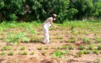 Diass: plus de 100 ha exploités par 130 producteurs locaux