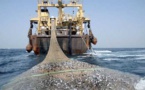 Afrique de l’Ouest : Greenpeace demande l’arrêt de l’industrie de la farine et de l’huile de poisson