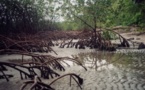 Un projet de 100 mille hectares de mangrove en gestation en Casamance Un projet de 100 mille hectares de mangrove en gestation en Casamance