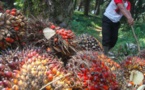 Forte hausse de 410% du résultat net de Palm Côte d’Ivoire au troisième trimestre 2021
