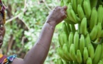 SÉNÉGAL-HORTICULTURE:  L'Etat "prêt" à geler les importations de banane si la production locale garantit la même qualité