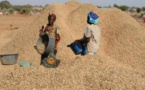 Commercialisation de l’arachide : Le prix du kilogramme fixé à 250 FCFA