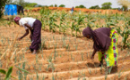 Réponse aux Covid-19, aux conflits et changement climatique au Sahel :  Le G5 Sahel et des Agences de l’Onu lancent un programme conjoint