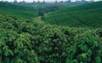 Subventions des États-Unis en Afrique de l'Est :  Promouvoir de meilleures cultures pour plus de productivité