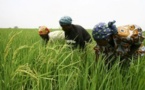 SAED: le nouveau DG veut surtout atteindre l'autosuffisance du pays en riz
